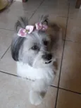 Ayla