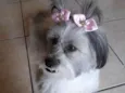 Ayla