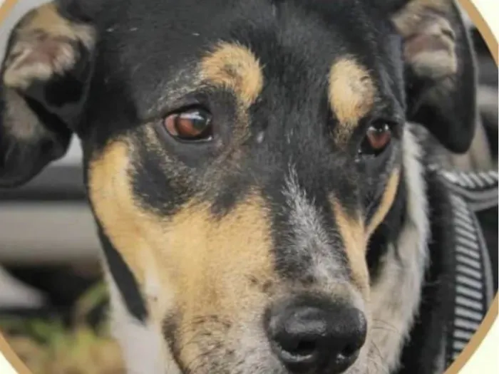 Cachorro ra a Mestico  idade 1 ano nome Negao 