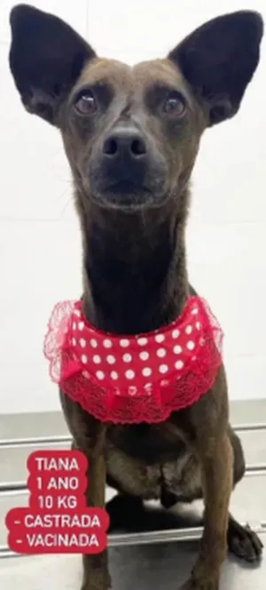 Cachorro raça SRD-ViraLata idade 1 ano nome Tiana Amor