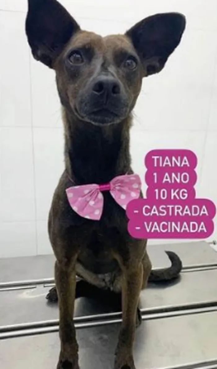 Cachorro ra a SRD-ViraLata idade 1 ano nome Tiana Amor