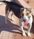 Bull Terrier - Ivy