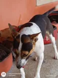 Bull Terrier - Ivy