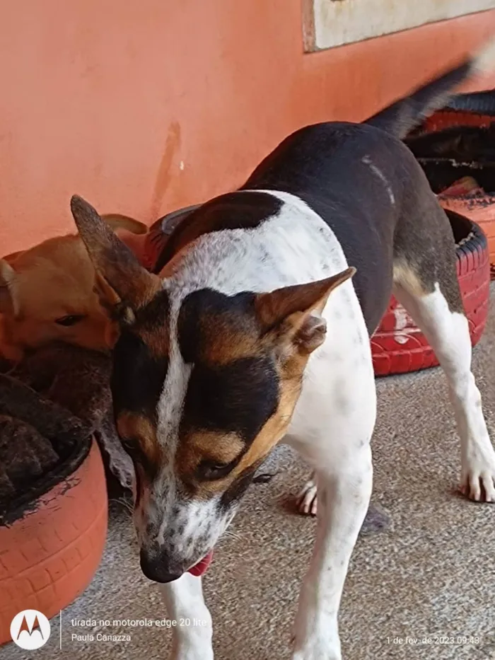 Cachorro ra a SRD-ViraLata idade 1 ano nome Bull Terrier - Ivy