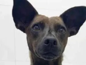 Cachorro raça SRD-ViraLata idade 1 ano nome Tiana Amor