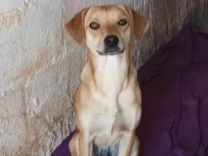 Cachorro raça SRD-ViraLata idade 2 anos nome Nemo Procura