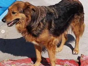 Cachorro raça SRD-ViraLata idade 4 anos nome Ned Lindão