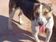 Bull Terrier - Ivy