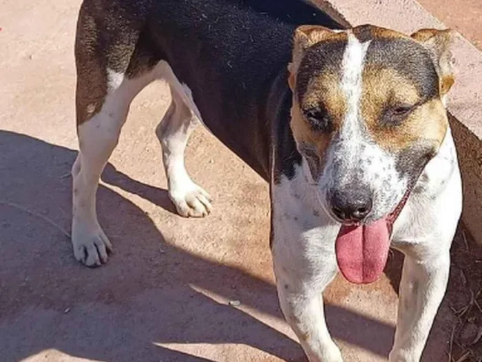 Cachorro ra a SRD-ViraLata idade 1 ano nome Bull Terrier - Ivy