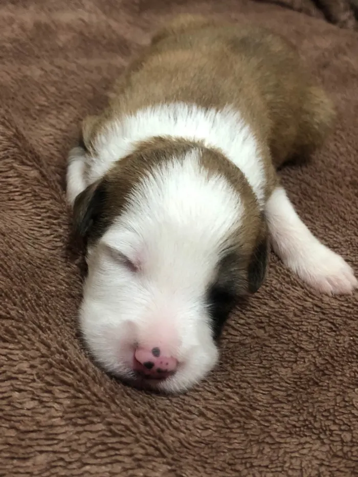 Cachorro ra a SRD-ViraLata idade Abaixo de 2 meses nome Lola