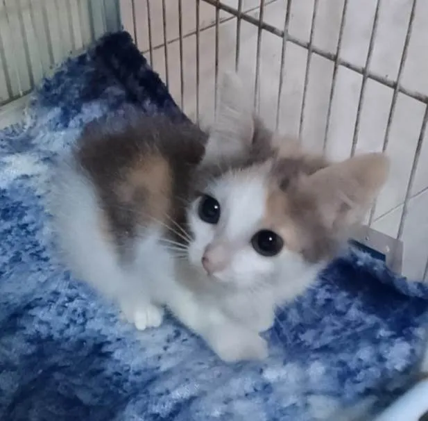 Gato ra a Srd idade Abaixo de 2 meses nome ........