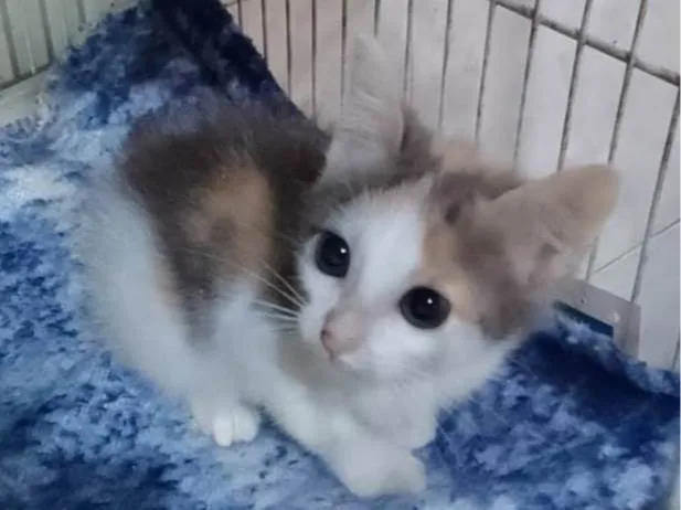 Gato ra a Srd idade Abaixo de 2 meses nome ........