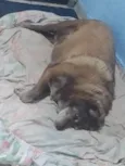 Princesa