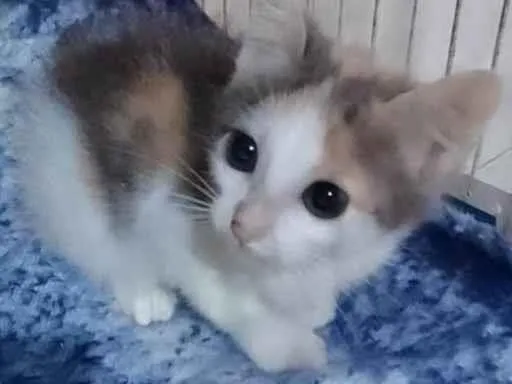 Gato ra a Srd idade Abaixo de 2 meses nome ........