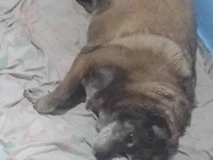 Cachorro raça Labrador  idade 6 ou mais anos nome Princesa 