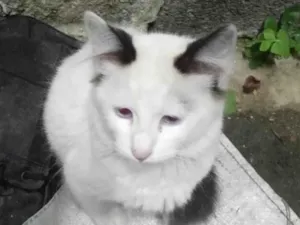 Gato raça mestiça idade 2 a 6 meses nome branca