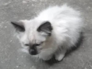 Gato raça mestiço idade 2 a 6 meses nome sem nome