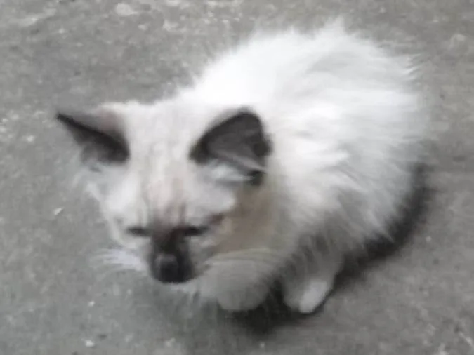Gato ra a mestiço idade 2 a 6 meses nome sem nome