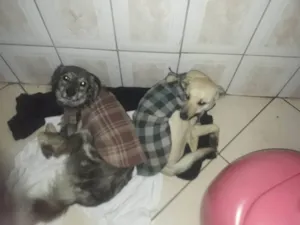 Cachorro raça SRD-ViraLata idade 2 anos nome Bob e escar