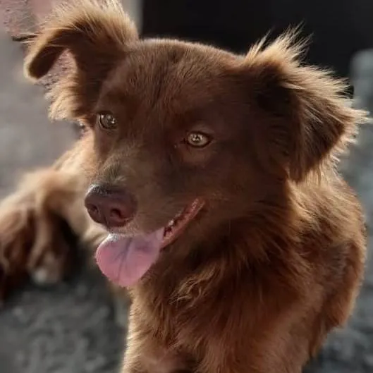Cachorro ra a SRD-ViraLata idade 7 a 11 meses nome Toddynho 
