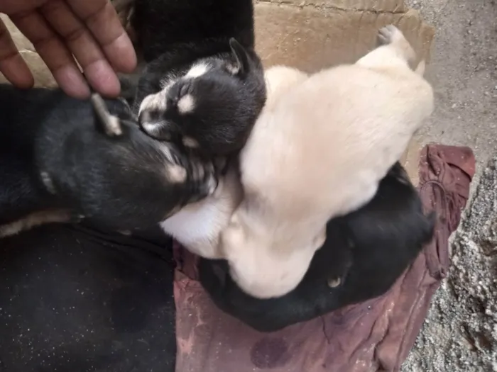 Cachorro ra a Viralata idade 2 a 6 meses nome Sem nome