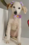 VICK, FÊMEA