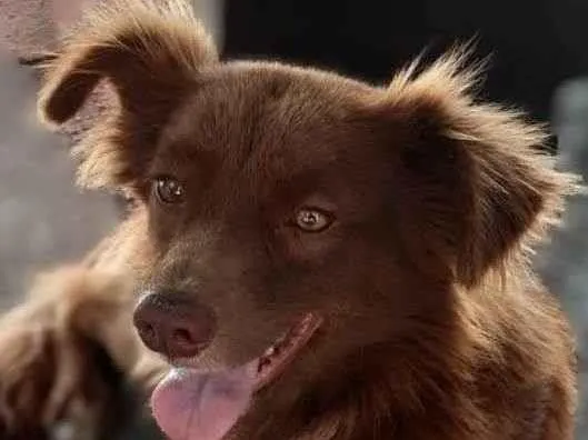 Cachorro ra a SRD-ViraLata idade 7 a 11 meses nome Toddynho 