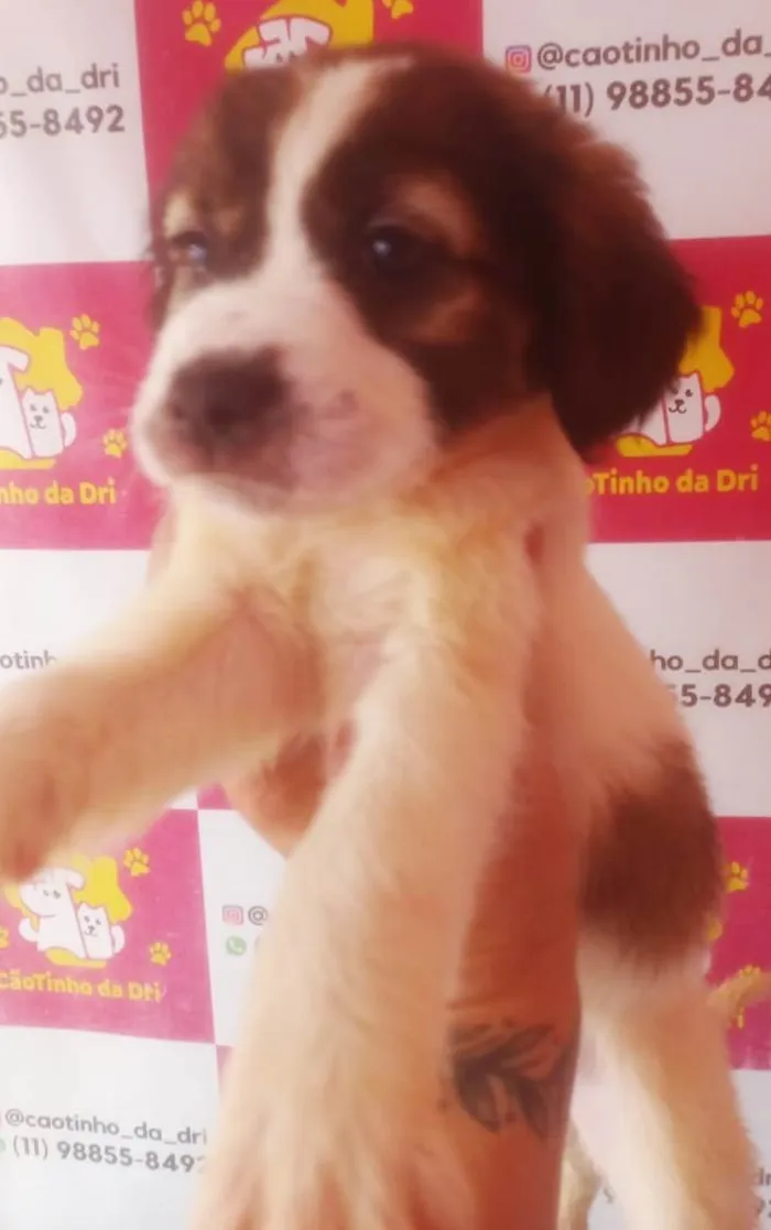 Cachorro ra a SRD-ViraLata idade 2 a 6 meses nome PANDINHA FÊMEA