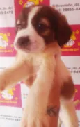 PANDINHA FÊMEA