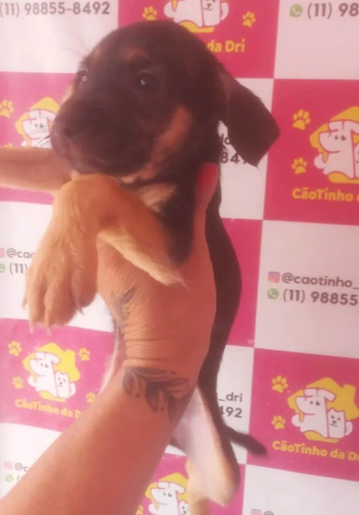 Cachorro ra a SRD-ViraLata idade 2 a 6 meses nome TETÉ