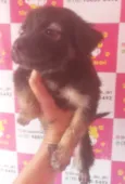 MIX