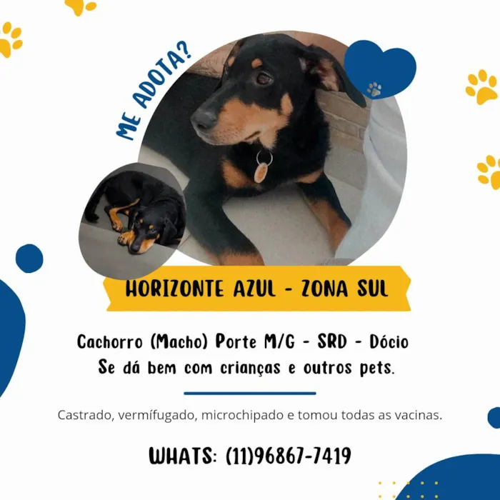 Cachorro ra a Srd  idade 7 a 11 meses nome Cairo 