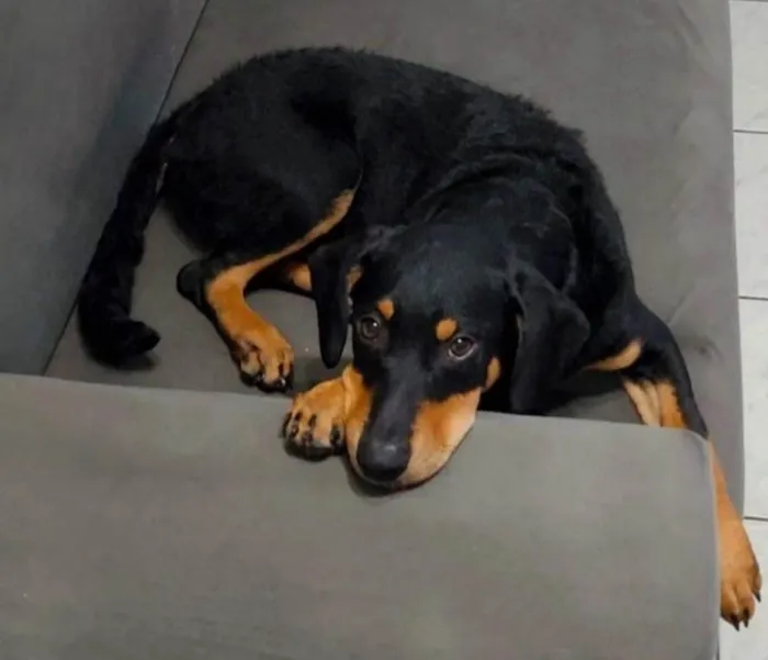Cachorro ra a Srd  idade 7 a 11 meses nome Cairo 