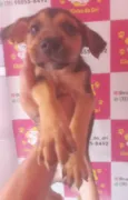 BEGINHO