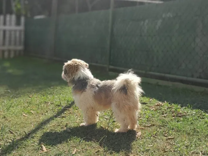 Cachorro ra a Lhasa apso idade 2 anos nome Thor 