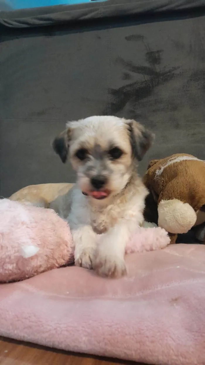 Cachorro ra a Lhasa apso idade 2 anos nome Thor 