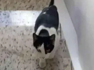 Gato raça SRD-ViraLata idade 2 a 6 meses nome Wandinha