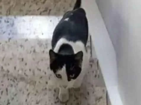 Gato ra a SRD-ViraLata idade 2 a 6 meses nome Wandinha