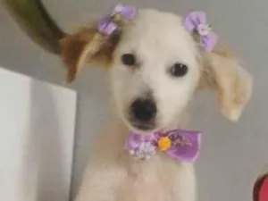 Cachorro raça SRD-ViraLata idade 2 a 6 meses nome VICK, FÊMEA