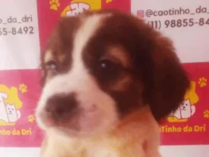 Cachorro raça SRD-ViraLata idade 2 a 6 meses nome PANDINHA FÊMEA