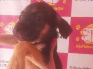 Cachorro raça SRD-ViraLata idade 2 a 6 meses nome TETÉ