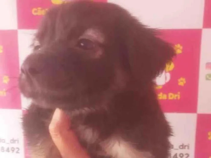 Cachorro ra a SRD-ViraLata idade 2 a 6 meses nome MIX