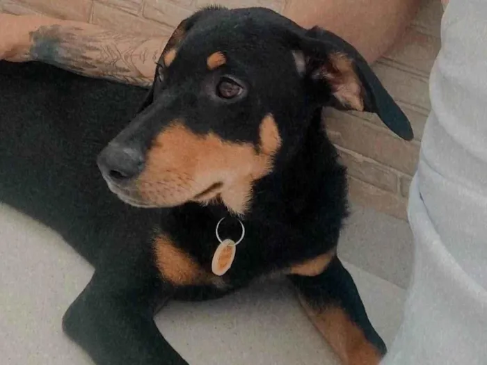 Cachorro ra a Srd  idade 7 a 11 meses nome Cairo 