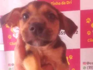 Cachorro raça SRD-ViraLata idade 2 a 6 meses nome BEGINHO