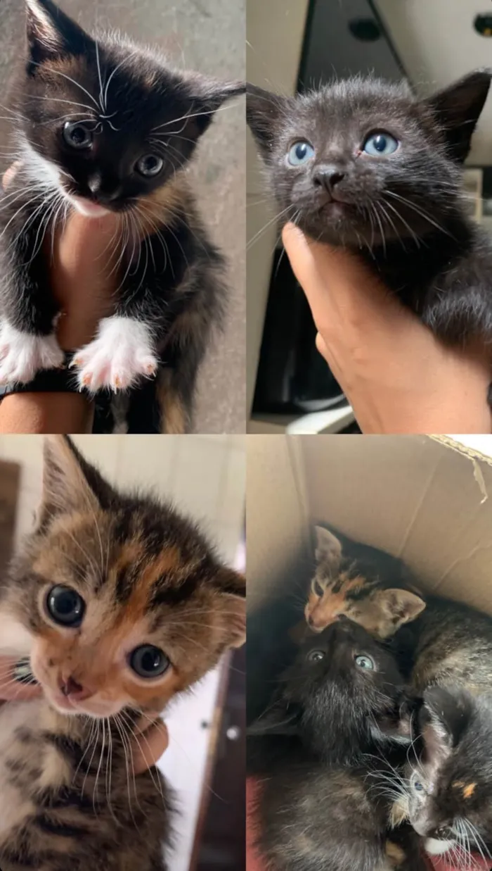 Gato ra a SRD-ViraLata idade 2 a 6 meses nome Sem Nome