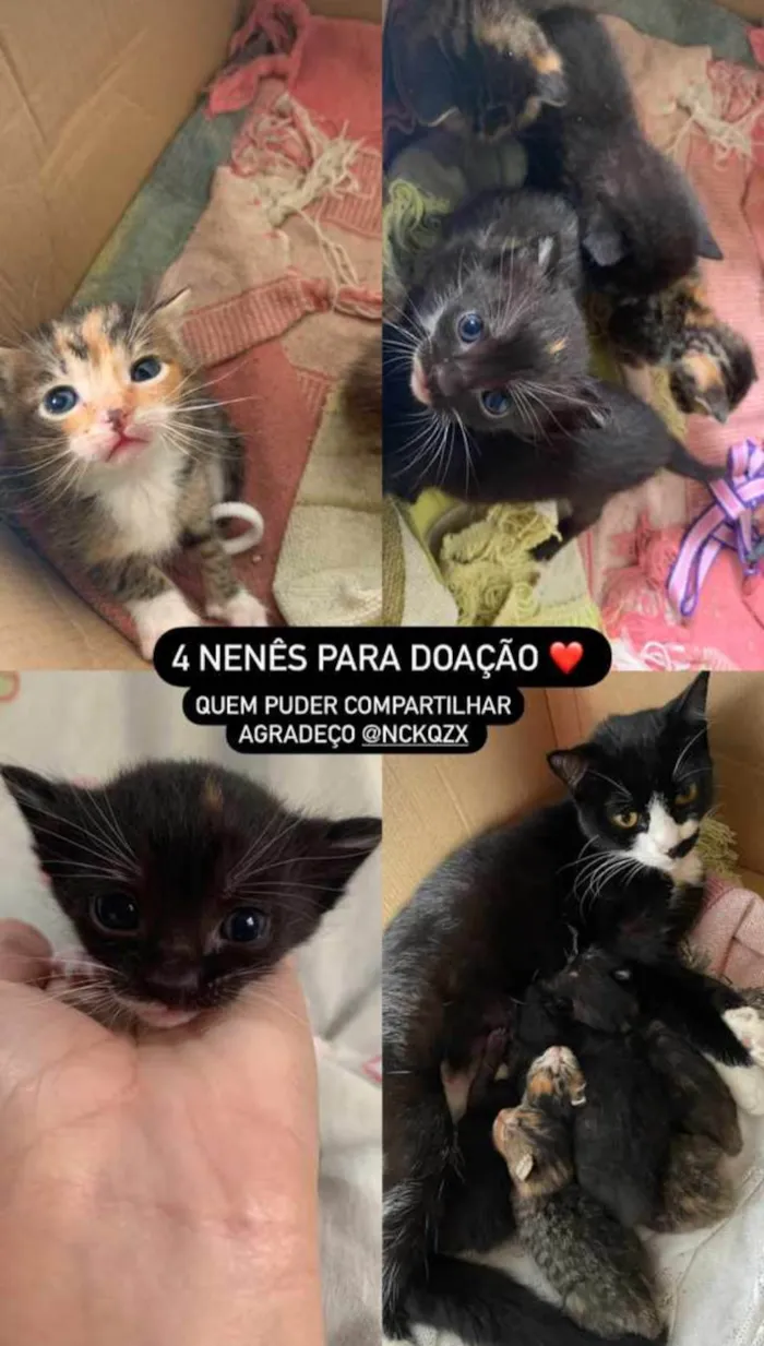 Gato ra a SRD-ViraLata idade 2 a 6 meses nome Sem Nome