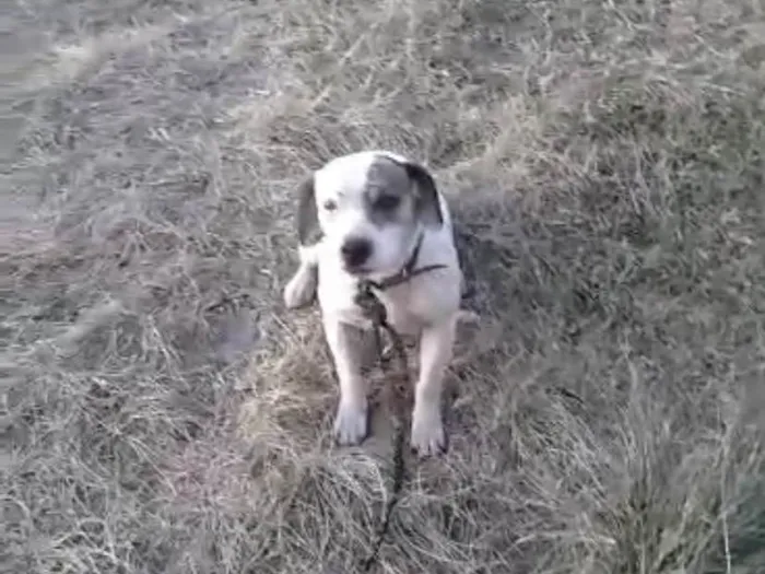 Cachorro ra a SRD-ViraLata idade 3 anos nome Dilma