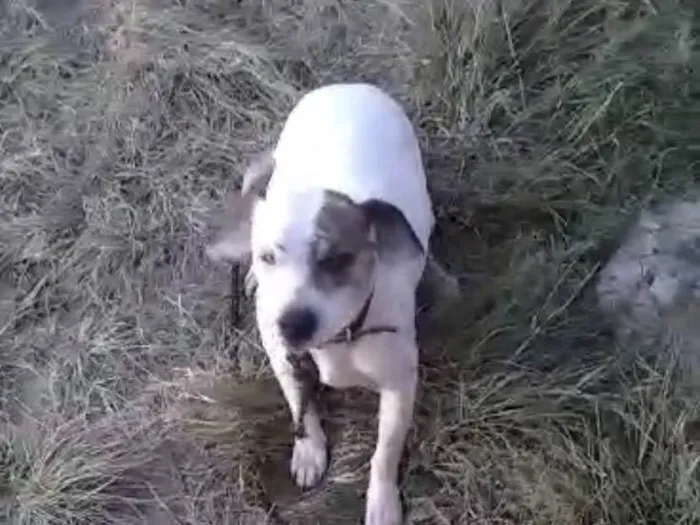 Cachorro ra a SRD-ViraLata idade 3 anos nome Dilma