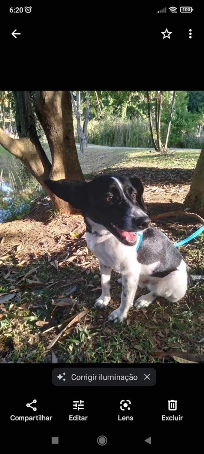 Cachorro ra a SRD-ViraLata idade 3 anos nome Bento