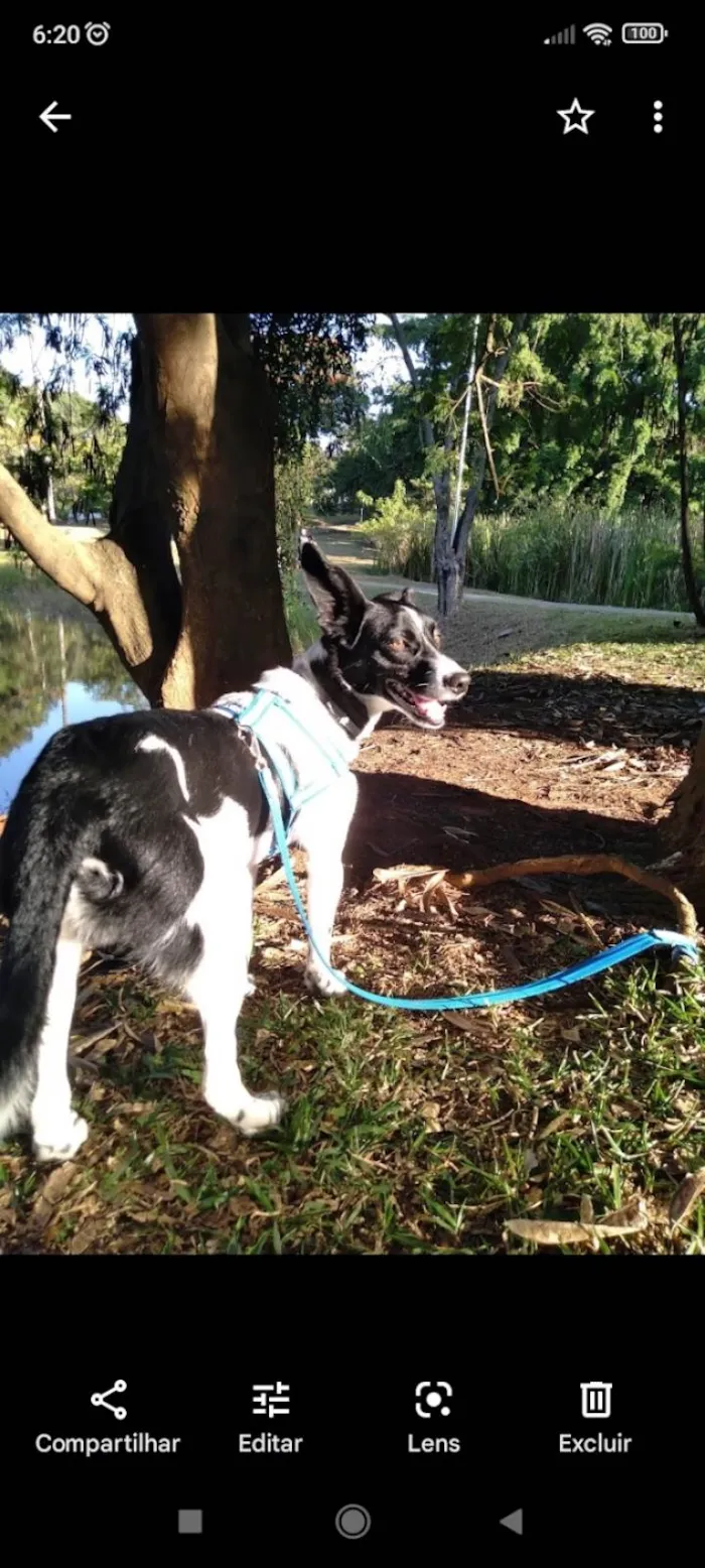 Cachorro ra a SRD-ViraLata idade 3 anos nome Bento